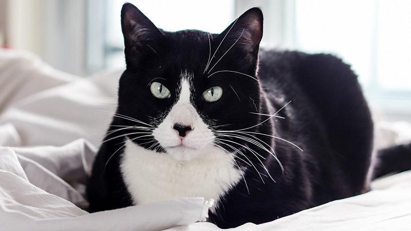 Tuxedo là mèo gì?