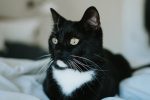 5 điều thú vị về mèo Tuxedo có thể bạn chưa biết?